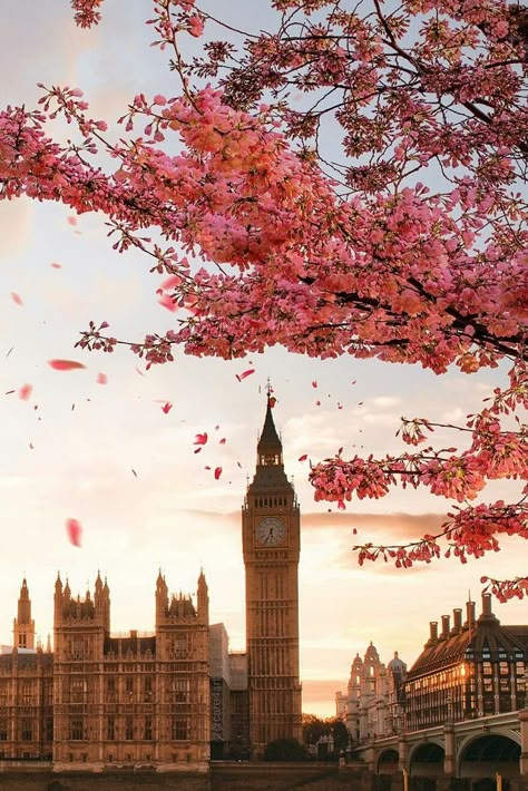 Cherry Blossoms, London England, Big Ben, The City, Blossom, Tower, Cherry, England, Clock