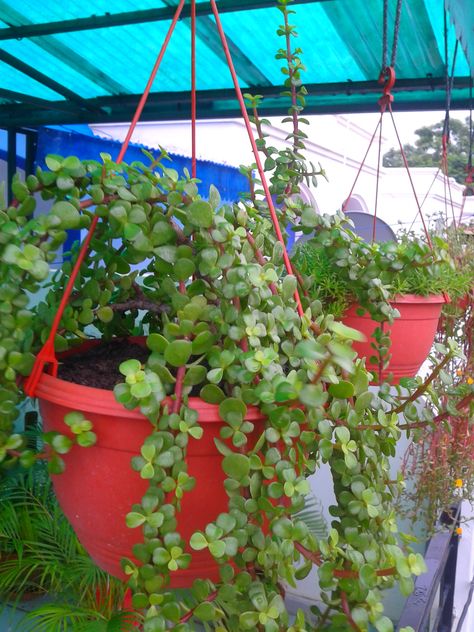 Have you ever tried a Jade plant in hanging baskets? here is my jade plant. Just let it grow and it will form a wonderful looking Hanging basket. #jade #hanging#plants Hanging Planter Ideas, Let It Grow, Plant Hanging, Jade Plant, Planter Ideas, Jade Plants, Hanging Planter, Hanging Basket, Hanging Planters