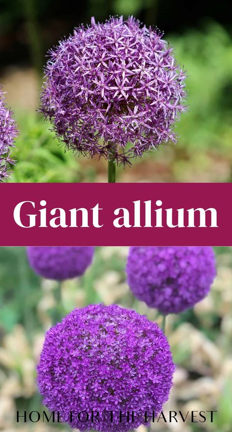 Giant Allium, Onion Flowers, Ornamental Onion, Allium Giganteum, Types Of Tulips, Onion Flower, Allium Flowers, Dark Purple Flowers, Limelight Hydrangea