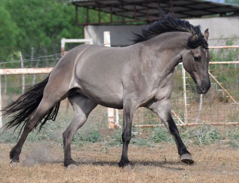 Rancho Bayo Kiger Mustang, Grulla Horse, Gray Horse, Horse Markings, Horse Reference, Horse Running, Horse Facts, Horse Inspiration, Texas Ranch