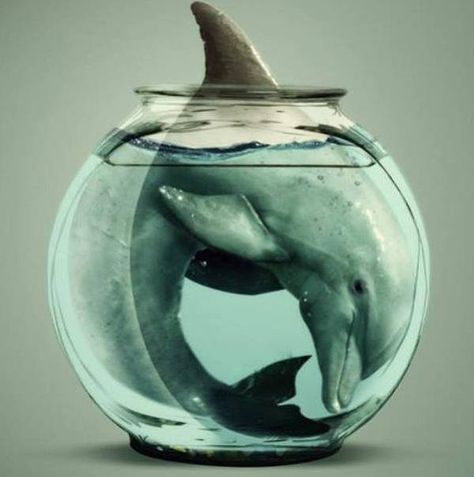 End Dolphin Captivity Animal Cruelty Art, Animal Captivity, Boycott Seaworld, Animals Rights, Meat Lover, Sea Shepherd, Save The Whales, Animal Activism, Animal Conservation