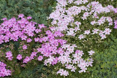 Zone 4 Ground Covers: Choosing Plants For Zone 4 Ground Coverage - Zone 4 ground covers must be hardy to winter temperatures of -30 to - 20 degrees Fahrenheit (-34 to -28 C.). While this may limit some of the choices, there are still plenty of options for the cold zone gardener. Learn about them in this article. Ground Cover Seeds, Phlox Plant, Phlox Flowers, Wisteria Plant, Hummingbird Plants, Creeping Phlox, Backyard Plan, Ground Covers, Gardening Zones