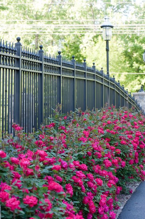 Some of our Favorite Hedges — The Knock Out® Family of Roses Knock Out Roses Landscape Ideas, Roses Landscape, Knock Out Roses, Rose Hedge, Pruning Roses, Knockout Roses, Boundary Wall, Family Inspiration, Rose Bush