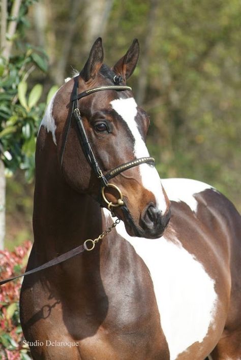 Paint Warmblood, Swedish Warmblood, Belgian Warmblood, Warmblood Stallion, Face Markings, Dutch Warmblood, Warmblood Horses, Beautiful Horse Pictures, Pinto Horse