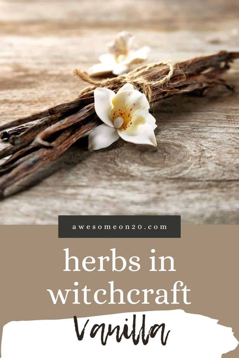 Vanilla is a deeply evocative scent, and anything that makes you feel a deep emotion is powerfully magical. Our herbs in witchcraft post this month is anything but plain. #vanilla #kitchenwitchcraft #witchcraft Herbs In Witchcraft, Vanilla Hot Chocolate, Vanilla Pancakes, Homemade Doughnuts, Orange Frosting, Western Kitchen, Kitchen Witchery, Vanilla Vodka, Homemade Vanilla