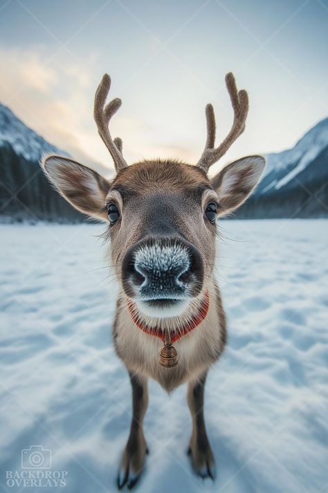 Reindeer Photography, Reindeer Background, Lighting Overlays, Holiday Portraits, Photo Editing Tools, Studio Photo, Christmas Backdrops, Photo Filter, Digital Backdrops