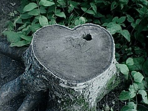 A Tree, A Heart, We Heart It, Lost, Nature