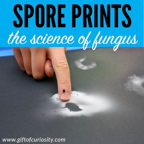 Make mushroom spore prints to learn about these amazing fungi. It only takes anywhere from a few hours to one day to see the results of this mushroom science project and it provides children with a concrete look at the mechanism mushrooms use to reproduce. #STEAM #STEM #mushrooms #fungi #fungus #backyardscience #science #giftofcuriosity #handsonlearning Third Grade Stem Activities, Spore Prints, Inquiry Project, Steam Kids, Unit Studies Homeschool, Mushroom Spores, Preschool Stem, Nature Science, Math Activities For Kids