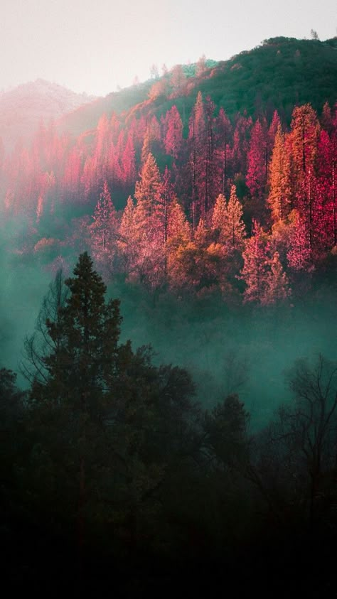 Pink Moody Aesthetic, Pink Fall Lockscreen, Pink Forest Wallpaper, Cold Autumn Aesthetic, Pink Autumn Aesthetic Wallpaper, Dark Autumn Pink, Pink Forest Background, Purple Fall Aesthetic Wallpaper, Pink Forest Aesthetic