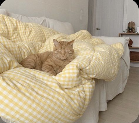 Aesthetic bedroom cat cats pet pets lover animal animals ginger cute cat kitten kitty Yellow Aesthetic, Orange Cat, My Room, Room Inspo, Fur Babies, Future Home, Room Ideas, Blankets, Kittens