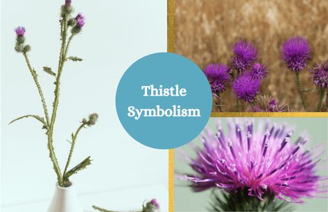 Scottish Thistle Meaning, Scotland Symbols, Flower Symbols, Thistle Scotland, Flower Symbolism, Scotland National Flower, Scottish Flowers, Flower Symbol, Thistle Flower