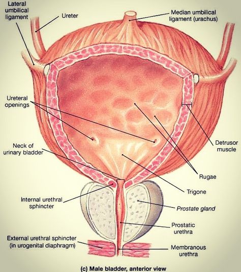 Anterior view of human(male) urinary bladder.  Follow @guru_medical for more! . . . . . . . . .  #anatomy #medicine #art #medical #doctor #anatomia #drawing #surgery #medstudent #science #physiology #medschool #health #nurse #medicalschool #sketch #mbbs #medicalstudent #pathology #artist #doctors #medico #biology #study #hospital #medlife #illustration #usmlestep #anatomyandphysiology #gurumedical Medical Instagram, Kidney Anatomy, Medicine Art, Urinary Bladder, Biology Major, Anatomy Bones, Medical Doctor, Medical Art, Med Student