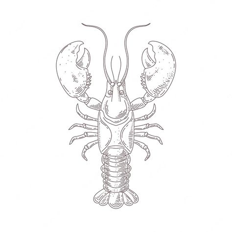 Premium Vector | Hand drawn crawfish drawing illustration Crayfish Drawing, Crawfish Drawing, Outline Drawings, Vector Hand, Line Drawing, Diy Art, Premium Vector, Art Inspo, Graphic Resources