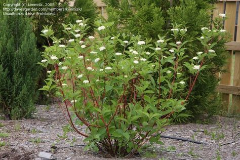 Redtwig Dogwood Bush with spring flowers.  You can see the nice red branches that stand out in the winter.  They can be easily pruned to whatever shape. Color Guard Yucca, Dogwood Bush, Dogwood Shrub, Red Osier Dogwood, Plants For Yard, Red Dogwood, Red Twig Dogwood, Twig Dogwood, Australian Garden