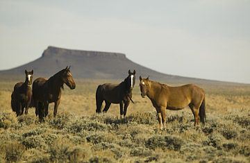 In southwest Wyoming, thousands of horses still run free across the fenceless plains. The equine herds are descendants of the original animals that were brought over by the Spanish or horses that escaped from local ranches. Along the Pilot Butte Wild Horse Scenic Loop — a rough, 50-mile stretch of road that runs between Rock Springs and Green River — you'll have a chance to see the herds reasonably up close. Depending on the time of year, you may also spot elk, antelope and coyotes. best May-Jun Mustang Horses, Rock Springs, Bureau Of Land Management, Wild Mustangs, Land Management, Green River, All The Pretty Horses, Beautiful Pics, Wild Horse