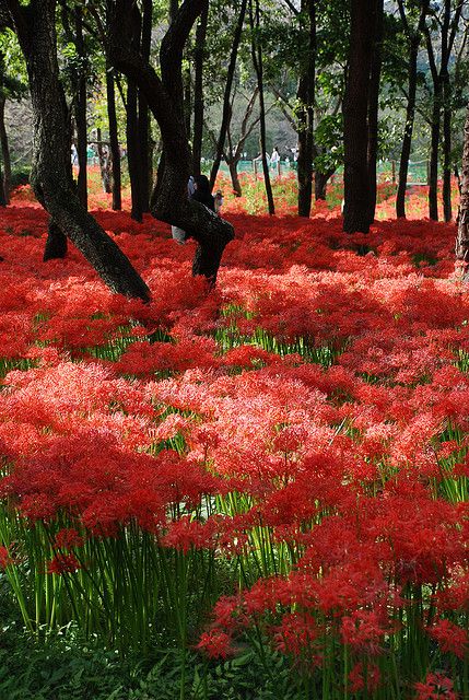 Field Of Spider Lilies, Red Lily Spider, Spider Lily Field, Spider Lillies, Red Lilly, Red Spider Lilies, Tree Lily, Red Lilies, Lycoris Radiata