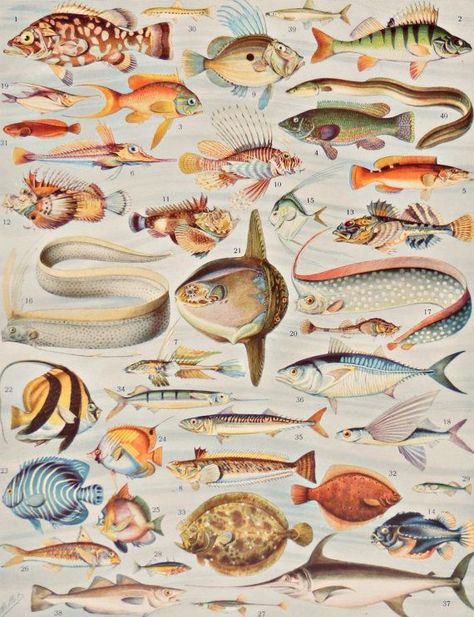 Scientific Drawing, Scientific Illustration, Animal Posters, Fish Art, 80 Years, Botanical Illustration, Photo Print, Sea Creatures, Vintage Illustration