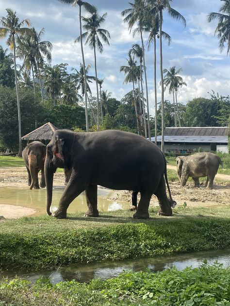 #elephant #ethical #sanctuary #thailand #krabi Thailand Krabi, Krabi, European Fashion, Beautiful Places, Things To Do, Thailand, Elephant, Travel