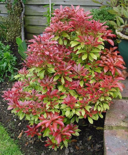 Pieris japonica 'Carnaval' Pieris Japonica, Bushes And Shrubs, Garden Picture, Garden Flower Beds, Tiered Garden, Garden Entrance, Smart Garden, Garden Shrubs, Garden Design Plans