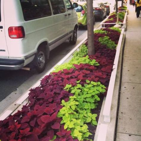 Strip Landscape Design, Sidewalk Strip Landscaping, Hell Strip Landscaping, Black Rock Garden, Median Landscaping, Parking Strip Landscaping, Strip Garden, Country Garden Landscaping, Sidewalk Landscaping