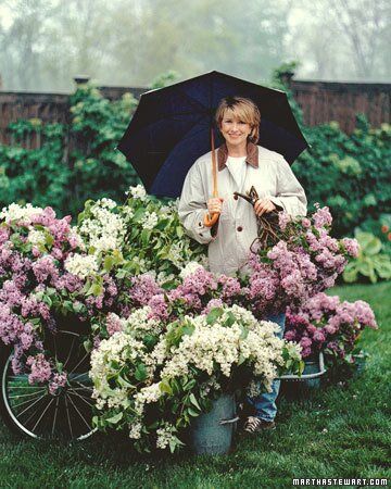 Martha Stewart Aesthetic, Martha Stewart Fall, Lilac Care, Garden Zones, Lilac Syringa, Common Lilac, Turkey Hill, Martha Stewart Home, Syringa Vulgaris