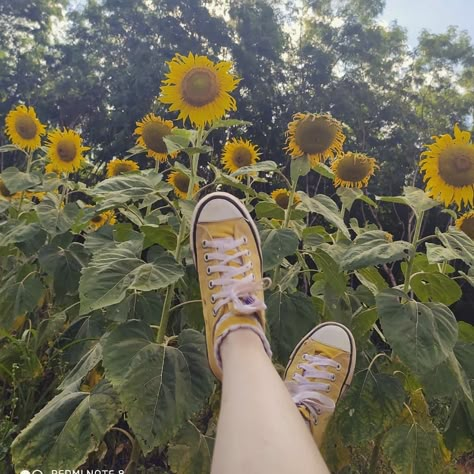 Yellow Converse Aesthetic, Artsy Widgets, My Girl 1991, Angie Core, Coquette Pics, Yellow Cottagecore, Sunflower And Daisy, Yellow Converse, Converse Aesthetic