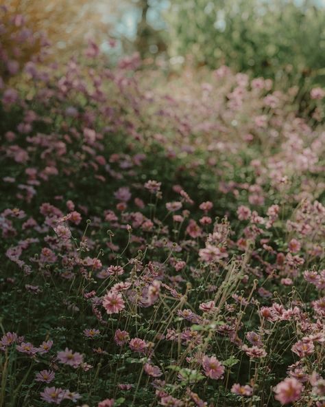 One more flower post before we go full Yuletide #november #utaflowers #utahtravels #lumixphotography #woodland #photogrpahersofinstagram #morgancore #moodysummer #slowliving #endofsummer #fallseason Morgan Core, Before We Go, End Of Summer, Slow Living, Fall Season, My Aesthetic, My Name, Flowers, Quick Saves