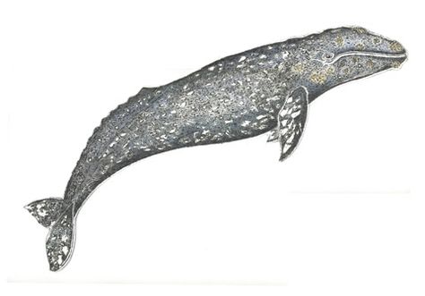 Grey Whale, Whale Pictures, Whale Tattoos, Painting Reference, Gray Whale, Etching Prints, Whale Art, A Whale, Painting Class