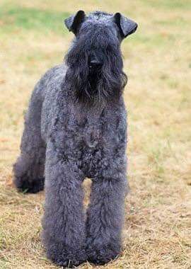 Dog Breeds That Dont Shed, Karelian Bear Dog, Guard Dog Breeds, Muddy Dog, Kerry Blue Terrier, Dog Breeds Medium, Dog Salon, Terrier Breeds, Bear Dog