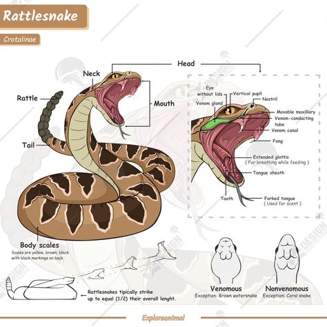 Rattlesnake anatomy. Diagram showing parts of a rattlesnake .infographic about rattlesnake , identification and description.Can be used for topics like biology, zoology. #animal #Snake #rattlesnake #Poster #Education #infographic #animal Biology Rattlesnake Illustration, Animal Biology, Poster Education, Rattlesnake Bites, Anatomy Illustration, Flower Structure, Vet Medicine, Nature Sketch, Snake Art