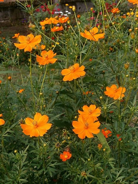 Drought Tolerant Annuals, Flowers For Butterflies, Full Sun Annuals, Flower Seeds Packets, Cosmos Flowers, Garden Borders, Bright Flowers, Single Flower, Flower Images