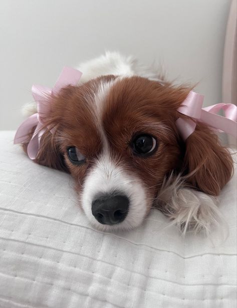 Lolly🎀🤍🧸 aesthetic dog coquette bow ribbon pink Lana del Rey Pfp Dog Cute, Dog Cute Aesthetic, Pfp Dog, Paintings Cute, Coquette Pfp, Aesthetic Dog, Cute Paintings, Bow Ribbon, Dog Cute