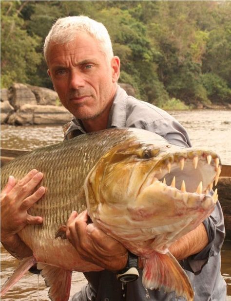 African Tiger, Tiger Fish, Jeremy Wade, Monster Fish, River Monsters, Giant Fish, Fish Drawing, Monster Fishing, Bowfishing