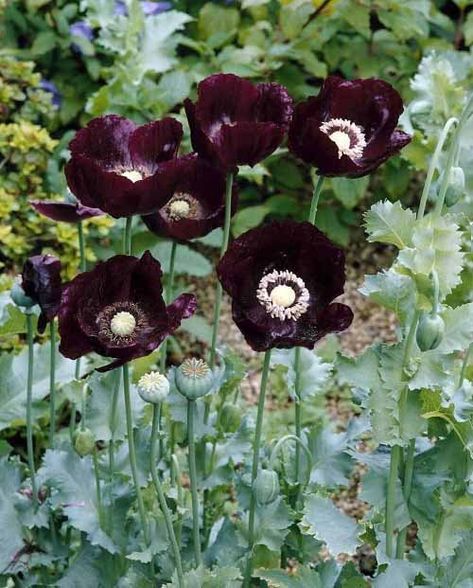 Gothic Flowers 1 Botanical Name: Papaver somniferum   The Black Poppy is recognized for its fragility, showcasing delicate, papery, blue-black blossoms with white stamens, giving them a mysterious look. Black Foliage Plants, Black Garden Flowers, Gothic Spring Aesthetic, Black House Plants, Goth Garden Aesthetic, Goth Flowers, Gothic Botanical, Flowers For The Garden, Black Poppies