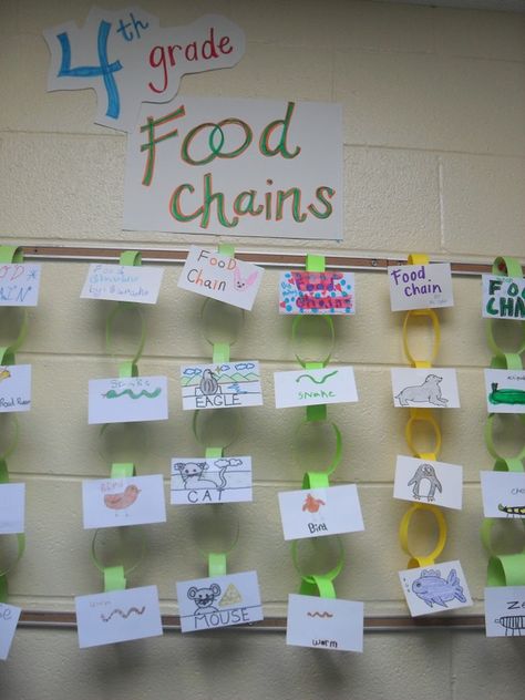 Have the students actually make a Holiday chain to glue their food chain to! Check out the awesome FREE Food Chain Display Template at Teachers Pay Teachers: http://www.teacherspayteachers.com/Product/Food-Chain-Display-Template-1291556 Science Food Chains, Food Chain Activities, Grade 4 Science, Chain Display, Display Template, Science Display, Food Webs, Fourth Grade Science, 3rd Grade Science