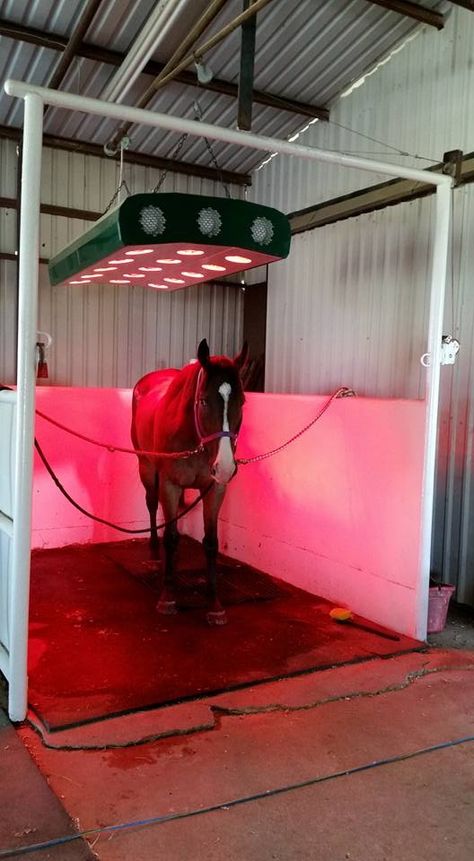 Horse drying Horse Rescue Facility, Horse Boarding Facility Ideas, Horse Solarium, Horse Boarding Facility, Equine Facility Design, Horse Farm Layout, Luxury Horse Barns, Equine Stables, Dream Barn Stables