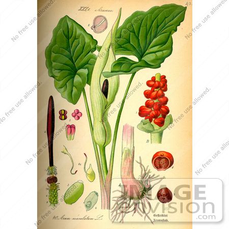 Picture of Lords-and-Ladies, Cuckoopint Plant (Arum maculatum) by JVPD Arum Maculatum, Botanical Plates, Plant Anatomy, Fruits Plants, Illustration Botanique Vintage, Arum Lily, Botanical Illustration Vintage, Illustration Botanique, Botanical Print Set