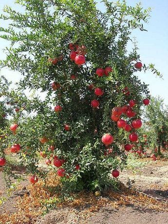 Fruit Bearing Trees, Beautiful Fruits, Fruit Plants, Fruit Garden, Exotic Fruit, Deco Floral, Tropical Fruits, Fruit Art, Garden Trees