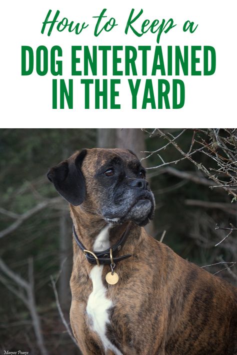 Backyard Dog Activities, Fun Dog Backyard Ideas, Dog Run Activities, Dog Kennel Toys Ideas, Yard Dog Ideas, Dog Kennel Activities, Outdoor Dog Toys Play Areas, Yard Toys For Dogs, Dog Pin Ideas Outdoor