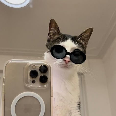 Cool Insta Pfp, Cat Memes Cute, Cute Animals Cat, Memes Cute, Cat Instagram, Cat Profile, Cat Selfie, Cat Phone, Silly Cats Pictures