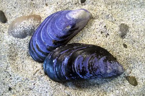 Sea Illustration Art, Blue Mussel, Lilac Painting, Mussel Shell, Sea Life Art, Environmental Change, Food Supply, Easy Diy Art, The Journal