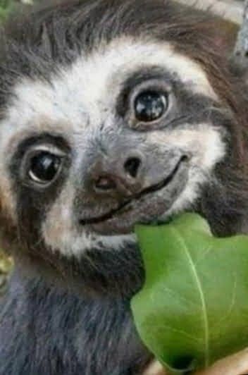 Cute Sloth Pictures, Sloth Pictures, Baby Sloth, Cute Sloth, Cute Wild Animals, Little Animals, Amazing Animals, Cute Little Animals, Beautiful Animals