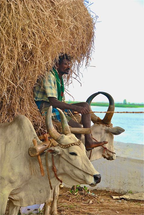 Mother India, Amazing India, India Culture, Village Photography, India People, Om Namah Shivaya, Travel Asia, We Are The World, South Asia