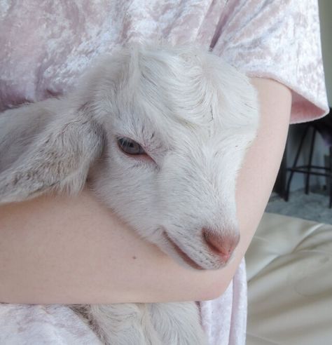 Nosara, Baby Goat, A Goat, Baby Goats, Creepy Cute, Soft Grunge, Cute Creatures, 귀여운 동물, Beautiful Creatures