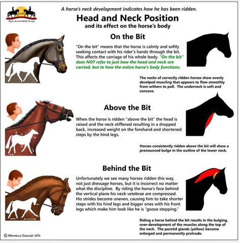 Horse’s head & neck position Training A Horse, Horse Body Language, Horse's Neck, Horse Information, Horse Exercises, Horse Heads, Horse Care Tips, Horse Facts, Horse Info