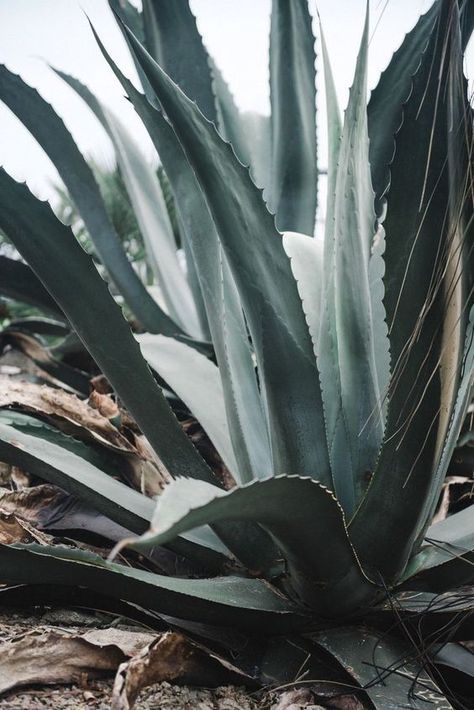 Photography Editorial, Plant Photography, Fashion Photography Poses, Fashion Photography Inspiration, A Star Is Born, Cactus Garden, Fashion Photography Editorial, Botanical Flowers, Still Life Photography