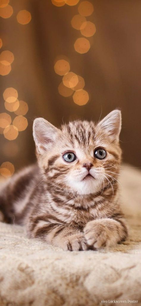 Sick Cat, Cat Background, Image Cat, Image Chat, Cute Cat Wallpaper, Anime Cat, Cat Aesthetic, Cat Wallpaper, Cute Kittens