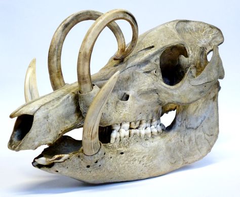 Specimen of the Week 252 – The babirusa skull | UCL UCL Culture Blog Pig Skull, Strange Beasts, Pig Family, Animal Skeletons, Deer Pictures, Anatomy For Artists, Ufo Sighting, Cave Paintings, Old Images