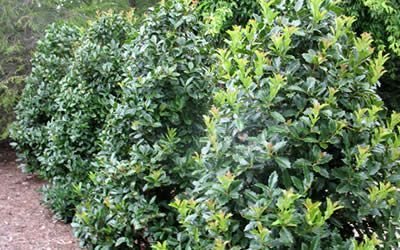 Oakland Holly - Ilex 'Oakland - Magland' - 3 Gallon - Holly Bushes ... Trimming Holly Bushes, Oakland Holly Tree, Yaupon Holly Tree, Oakland Holly, Oak Leaf Holly, Eagleston Holly, Holly Bush, Broadleaf Evergreen, Landscaping Trees