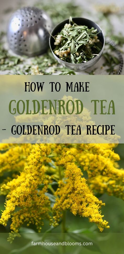 two pictures, one of dried goldenrod in a tea ball, and one of a goldenrod flower Medicinal Recipes, Medicinal Herbs Remedies, Herbal Benefits, Herbal Medicine Recipes, Healing Tea, Blooming Tea, Homemade Tea, Herbal Teas Recipes, Natural Healing Remedies